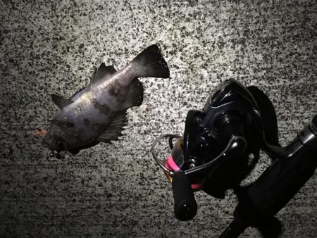 早朝メバリング